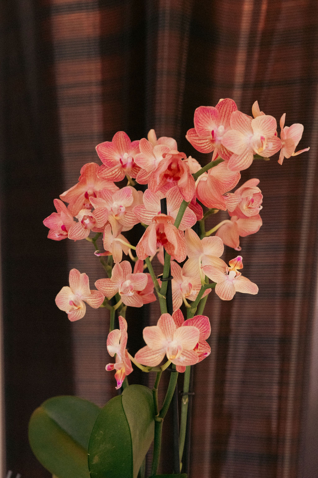 Blumen und Atmosphäre